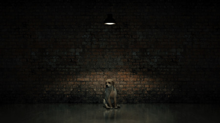 abandoned dog, concept abandonmentの写真素材