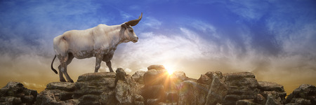 bull at sunset. 3d render