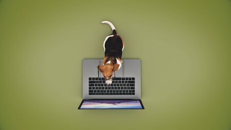 business concept pet dog using laptop computer. 3d renderの写真素材