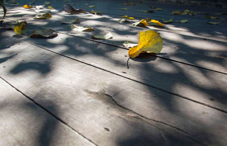 yellow dry leaves on wooden floor and sunlightの写真素材