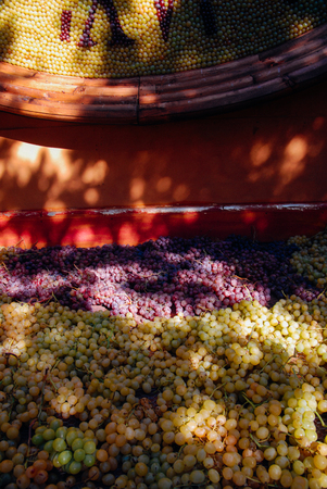 Bunches of grapes shaping a clock. Festa dellUva, Impruneta. Tuscany Chianti wine festival, Italyの写真素材