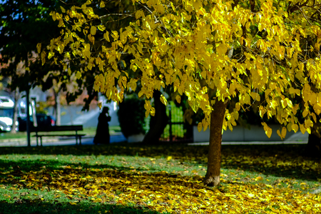 Tree covered of yellow foliage against blue sky. Tuscany landscape, Italy Europeの写真素材
