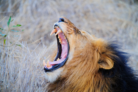 South Africa lion screaming on the savannah while lyingの写真素材