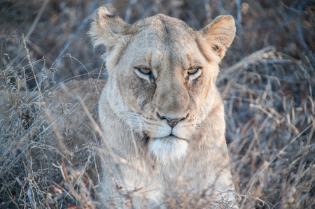 South Africa extremely closeup of a lioness relaxing on savannah at dusk. Kapama private game reserve. South Africa.の写真素材