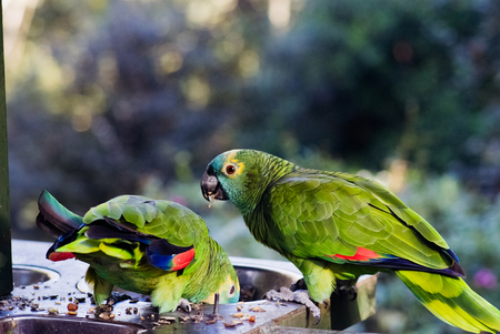 Couple of South Africa birds eating at sunset in a private parkの写真素材