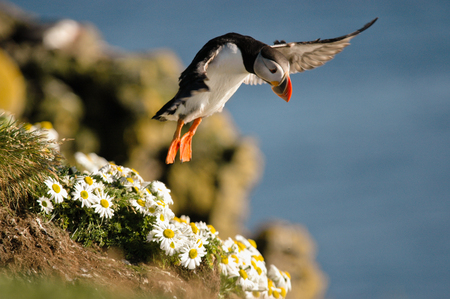 Iceland puffin taking off from a cliff during the summer seasonの写真素材