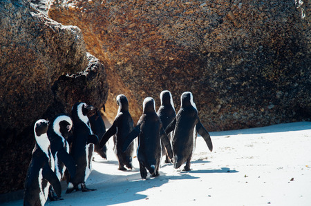 Group of black and white penguins having fun at the ocean Boulders beach. South africaの写真素材