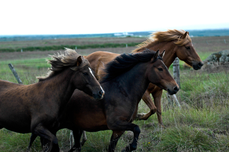 Iceland horses with nobody around staying relaxed in the countrysideの写真素材