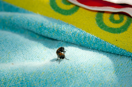 Two insects Coccinella septempunctata having sex on a beach towelの写真素材