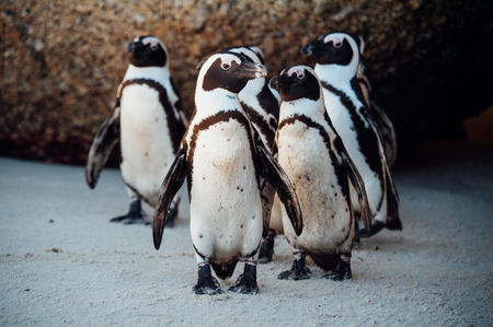 Group of black and white penguins having fun at the ocean Boulders beach. South africaの写真素材