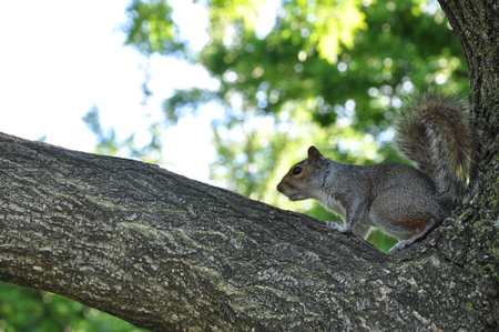 Squirrel on a tree.の写真素材