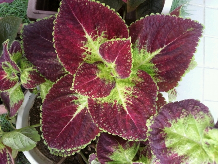 Colorful leavesの素材