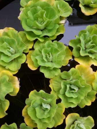 Water green rose shaped plantの素材