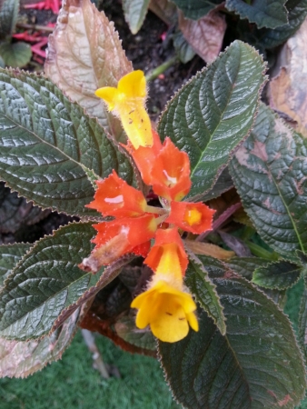 Outdoor plant with beautiful small flowersの素材
