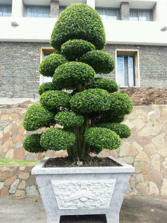 Well trimmed plantの素材