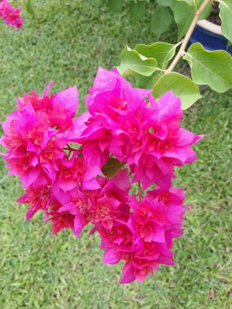 Pink bouganvillaの素材