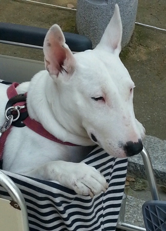 A white dogの素材