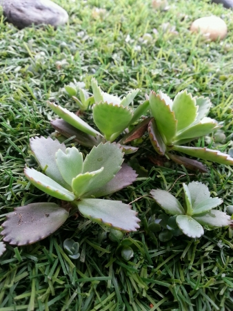 Cactus rosesの素材