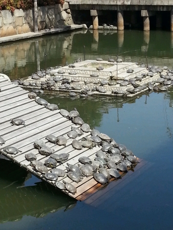 Pond of tortoisesの素材