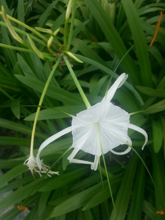 White flowerの素材