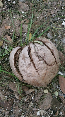 Dried coconut shellの素材
