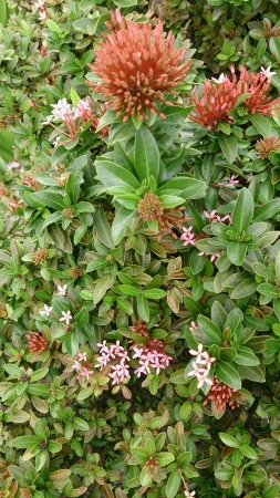 Flowers and leavesの素材