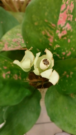 Unusual flowerの素材