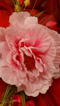 Pink peony flowerの素材