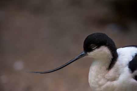 Recurvirostra avosetta image taken on a unfocused backgroundの写真素材