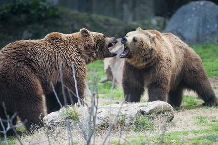 two brown bears fighting for territorial ownershipの写真素材