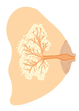 Mother breastfeeding the baby, difference nozzles. Ideal for catalogs, informative and pregnancy guidesのイラスト素材