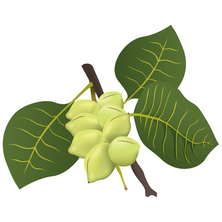 Food illustration, Kakadu plum fruit exotica Australia. Ideal for catalogs, nutritional information and institutional materialsのイラスト素材