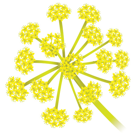 Ferula foetida plant illustration, asafoetida nature. Ideal for catalogs, informative and institutional materialsのイラスト素材