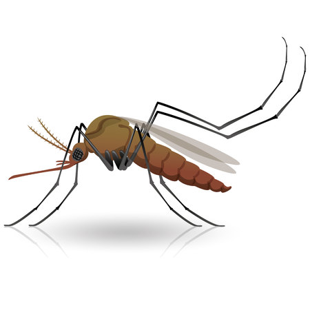 Nature, mosquitoes stilt. Ideal for informational and institutional related sanitation and careのイラスト素材