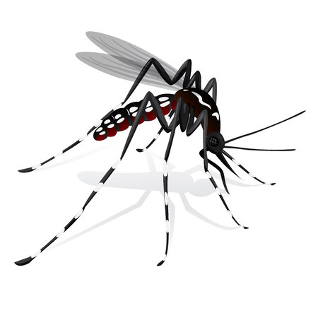 Aedes aegypti mosquito mascot stiltのイラスト素材