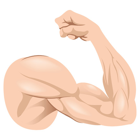 Illustration representing Human Anatomy Male arm muscle. Ideal for institutional and training materialsのイラスト素材