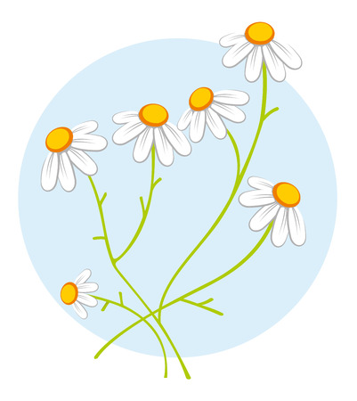 chamomile flowersのイラスト素材