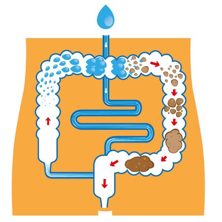 Illustration of the human digestive system, and fecal bolus formation and elimination. Ideal for training and education materialsのイラスト素材