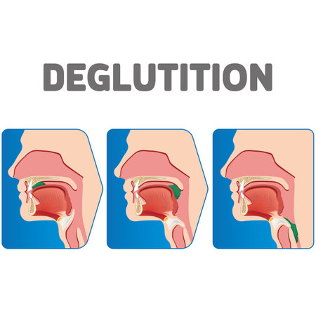 Human physiology sequence of the deglutition of the bolus. Ideal for educational and institutional materialsのイラスト素材