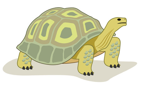 Illustration of reptile the turtle from the animal kingdom. Ideal for educational materials and trainingのイラスト素材