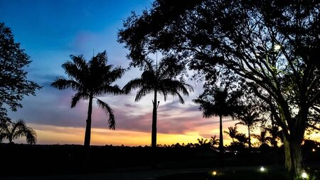 Palm trees silhouette in a orange and blue sunset | Palm trees silhouette in a orange and blue sunsetの写真素材