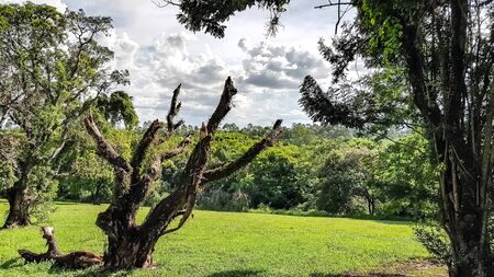 Tree in the forest, dark sky and clouds | Tree in the forest, dark sky and clouds