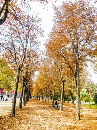 Autumn in the park in the end of the day and trees | Autumn in the park in the end of the day and treesの写真素材