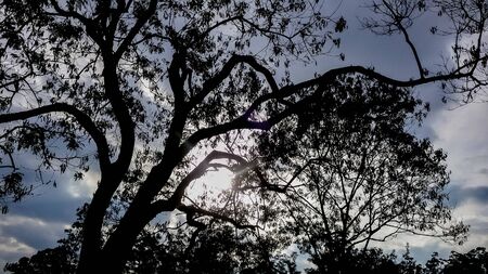 Silhouette of a tree in the morning with blue sky | Silhouette of a tree in the morning with blue...