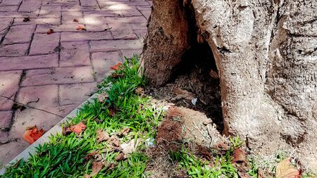 Tree trunk with green moss | Tree trunk with green mossの写真素材