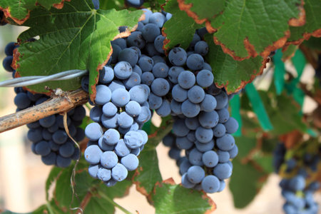 Red grapes on a vine in a vineyard near Santa Fe, New Mexico.の写真素材