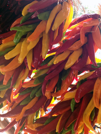 Various colors of chili hanging and drying outdoors.の写真素材