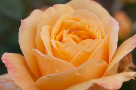 big yellow rose open with raindrops on the petalsの写真素材