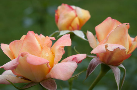 tri color peach, pink, yellow rose with fresh raindrops and negative space.の写真素材