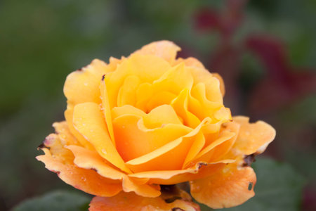 open yellow rose with fresh raindropsの写真素材